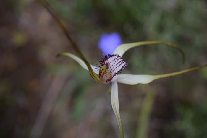 Caladenia - Orchid-spider-0012.JPG